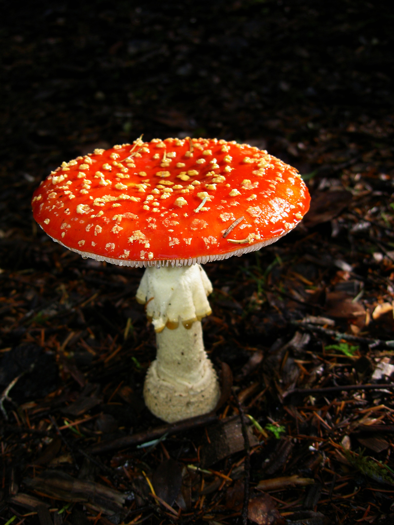 Amanita-muscaria-fly-agaric