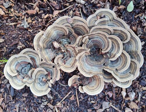 Art in the Puccinelli Gallery: Birds, Bugs, and Mushrooms