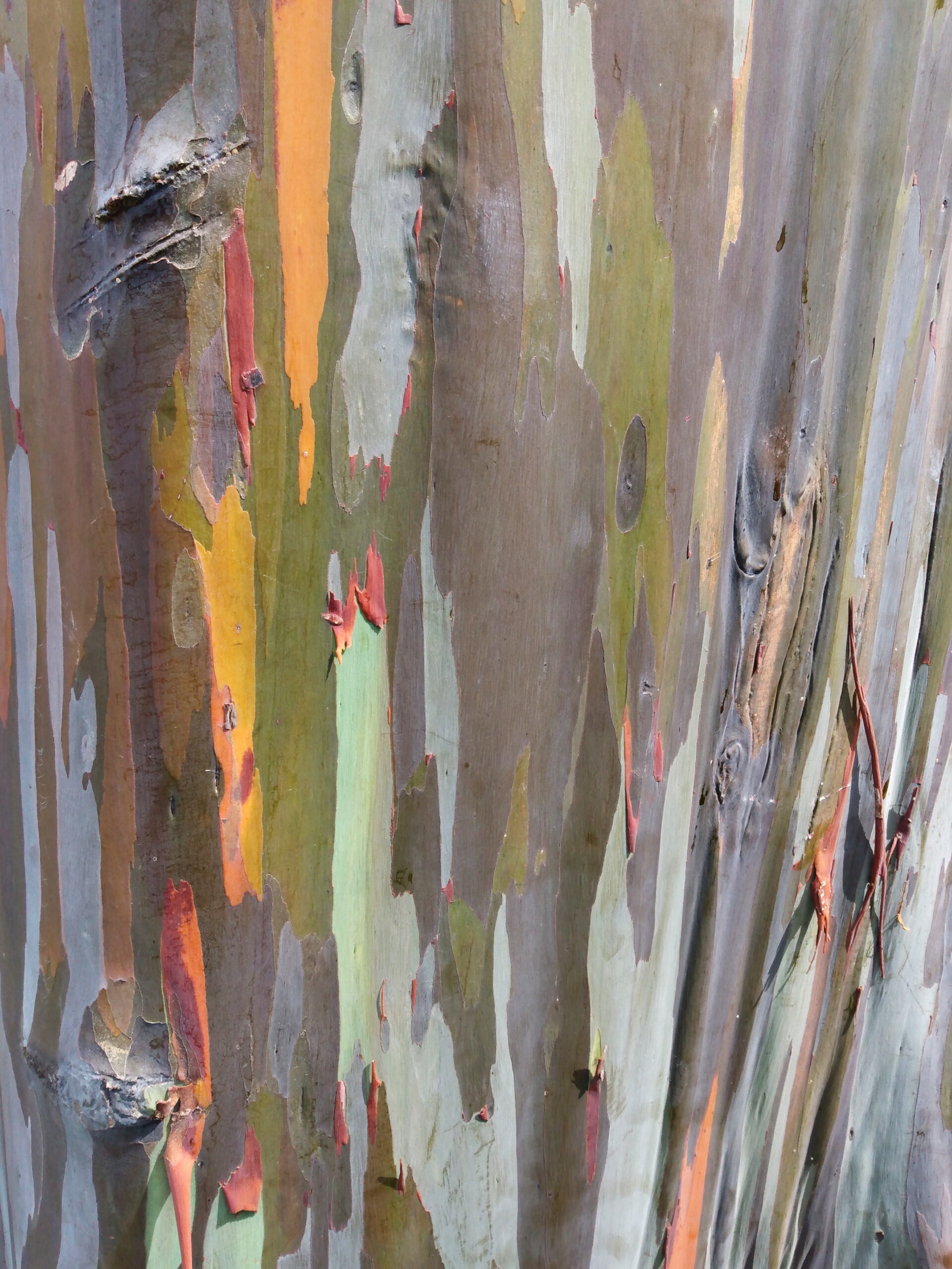 tree-bark4